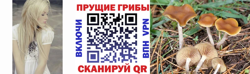 Купить  Ивангород  Галлюциногенные грибы мицелий 